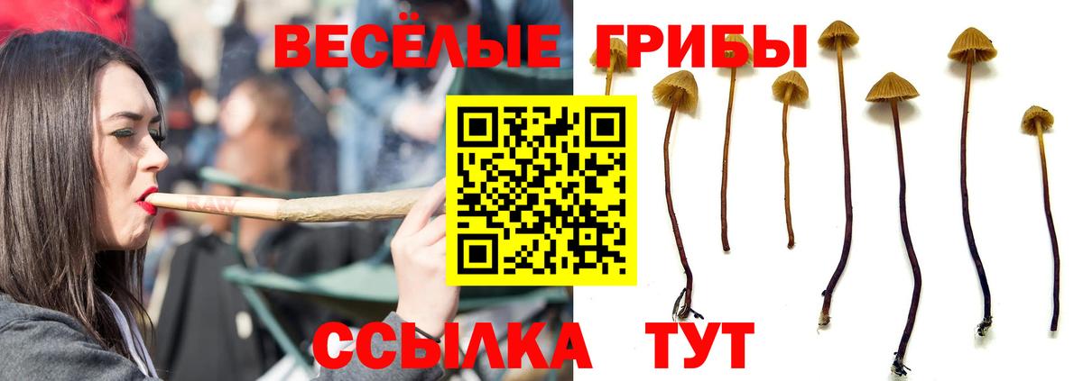 где купить   Вход с VPN  Кумертау  Галлюциногенные грибы прущие грибы  Псилоцибиновые грибы Magic Shrooms 